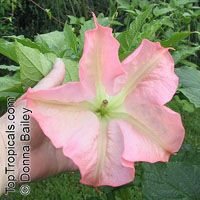Brugmansia x Equador Pink - seeds

Click to see full-size image