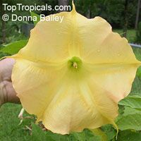Brugmansia suaveolens, Brugmansia suaveolens hybrids, Datura suaveolens, Angel's trumpet

Click to see full-size image
