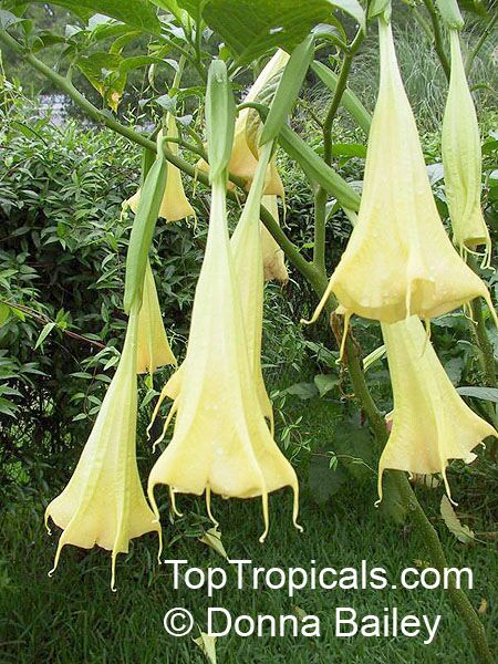 Brugmansia hybrid Yellow, Angels Trumpet. Brugmansia 'Twisted Sister'