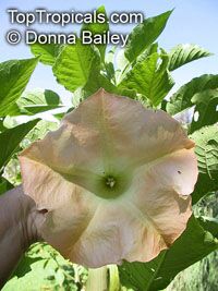 Brugmansia versicolor, Brugmansia versicolor hybrids, Angel's Tears

Click to see full-size image
