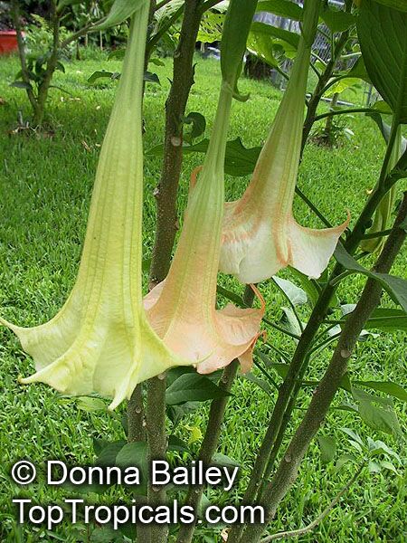 Brugmansia versicolor, Brugmansia versicolor hybrids, Angel's Tears