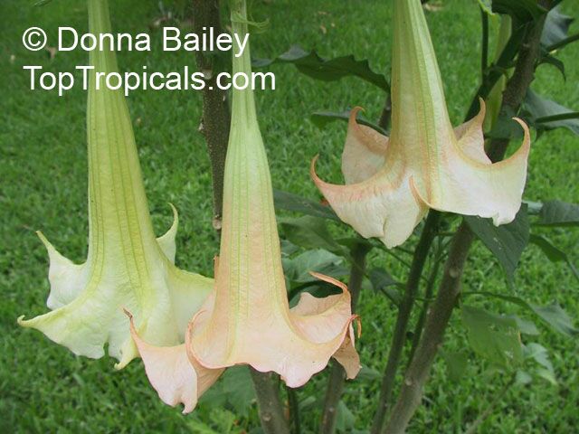 Brugmansia versicolor, Brugmansia versicolor hybrids, Angel's Tears. Versicolor Peach