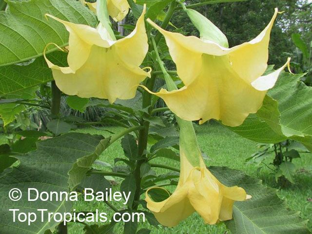 Brugmansia hybrid Yellow, Angels Trumpet. Brugmansia 'Whiskers'