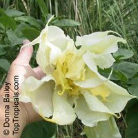Brugmansia X candida, Datura candida, Angel's Trumpet

Click to see full-size image