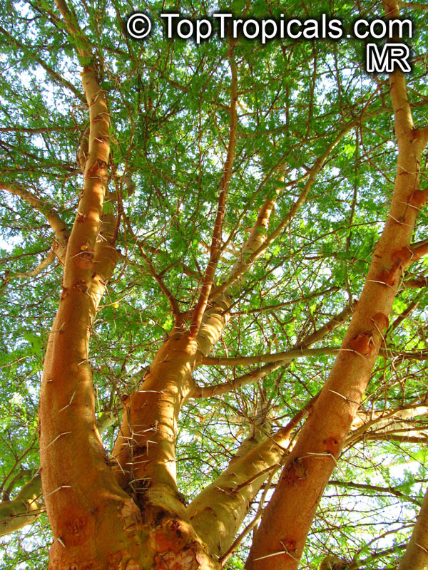 Vachellia xanthophloea, Acacia xanthophloea, Fever tree 