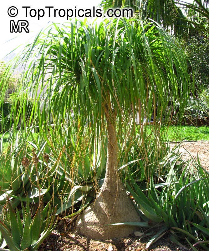 Beaucarnea recurvata, Nolina recurvata, Ponytail Palm, Pony Tail, Bottle  Palm, Nolina, Elephant-foot Tree