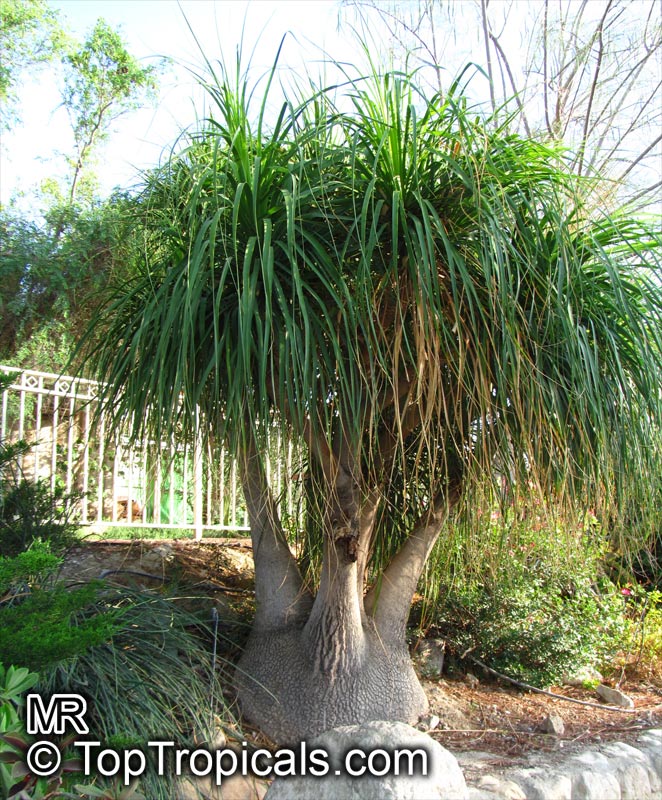 50 Beaucarnea Recurvata Seeds - Rare Elephant Foot Ponytail Palm Caudex Bonsai
