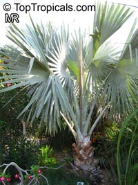 Bismarckia nobilis, Medemia nobilis, Bismarck Palm

Click to see full-size image
