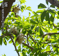 Bombax ceiba, Salmalia malabarica, Bombax malabaricum, Kapok tree, Silk Cotton Tree