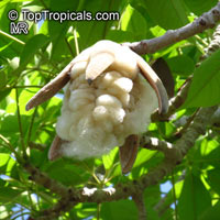 Bombax ceiba, Salmalia malabarica, Bombax malabaricum, Kapok tree, Silk Cotton Tree

Click to see full-size image