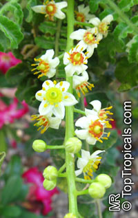 Boswellia Sacra, Boswellia Carteri, Boswellia Undulato Crenata ...