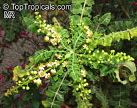 Boswellia Sacra, Boswellia Carteri, Boswellia Undulato Crenata ...