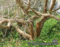 Bursera microphylla, Elephant Tree, Torote Colorado, Copal

Click to see full-size image