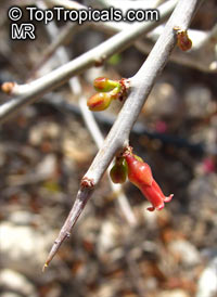 Commiphora abyssinica, Myrrh Tree

Click to see full-size image