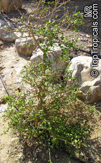 Commiphora gileadensis, Commiphora opobalsamum, Balm of Gilead, Mecca Myrrh 

Click to see full-size image