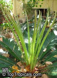Cycas sp., Cycas, Cycad

Click to see full-size image