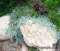 Dichondra argentea, Silver Falls, Silver Dichondra, Silver Pony-foot, Kidneyweed

Click to see full-size image