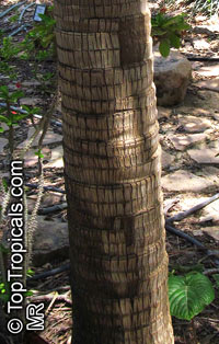 Dictyosperma album, Hurricane Palm, Princess Palm

Click to see full-size image