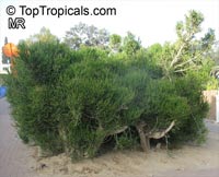 Euphorbia tirucalli, Pencil Bush, Milk-bush, Pencil Tree, Fire Fingers