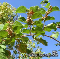Grewia villosa, Mallow Raisin

Click to see full-size image