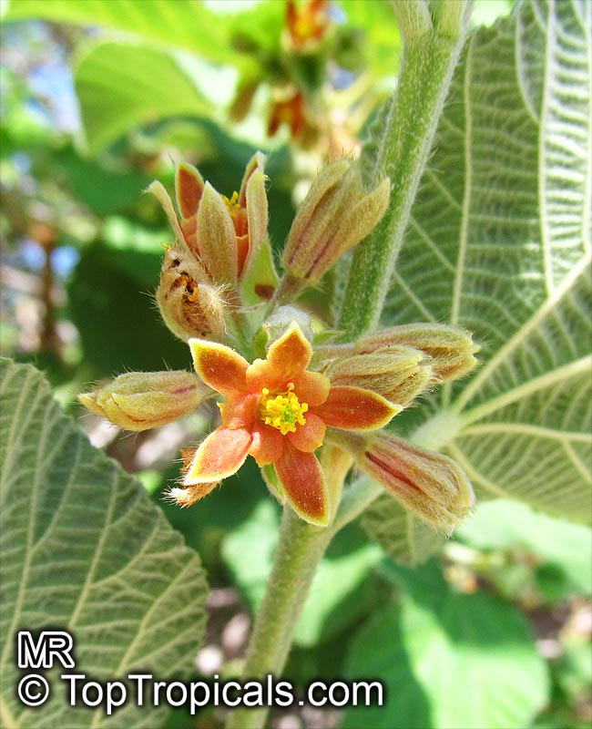 Grewia villosa - seeds
