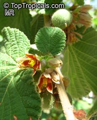 Grewia villosa, Mallow Raisin

Click to see full-size image