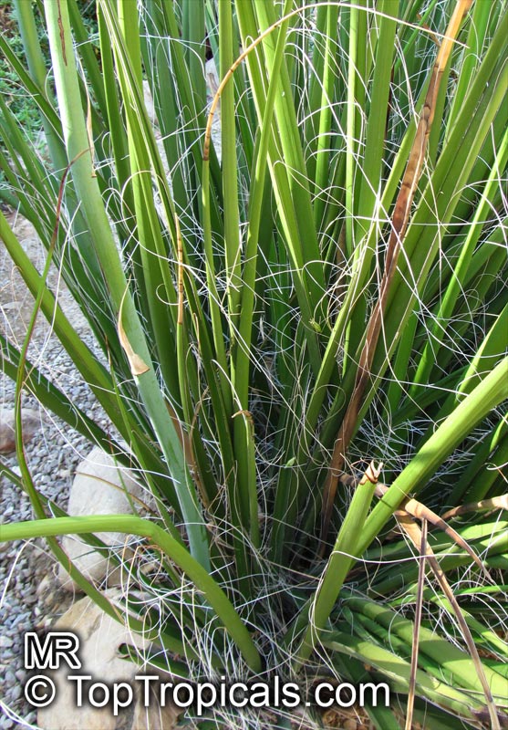 Hesperaloe funifera, Giant Hesperaloe, New Mexico False Yucca