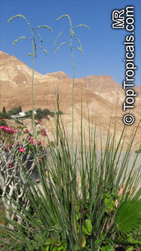Hesperaloe funifera, Giant Hesperaloe, New Mexico False Yucca

Click to see full-size image