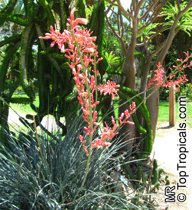 Hesperaloe parviflora, Red Yucca
