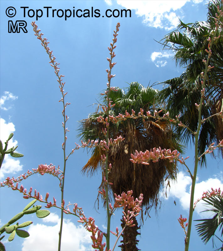 Hesperaloe parviflora, Red Yucca