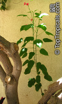 Jatropha integerrima, Jatropha pandurata, Spicy Jatropha, Coral Plant, Peregrina, Physic Nut

Click to see full-size image