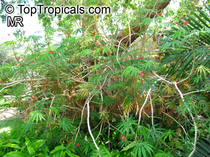 Jatropha multifida, Adenoropium multifidum, Jatropha Tree