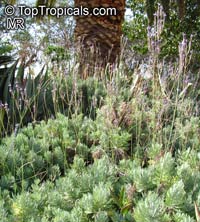 Lavandula canariensis, Canary Island Lavender

Click to see full-size image