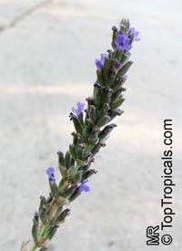 Lavandula sp., Lavender

Click to see full-size image