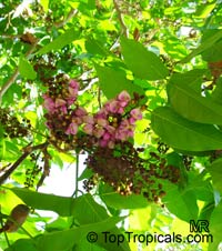 Millettia pinnata, Pongam, Indian Beech

Click to see full-size image