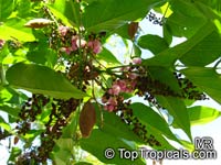 Millettia pinnata, Pongamia pinnata, Pongam, Indian Beech

Click to see full-size image