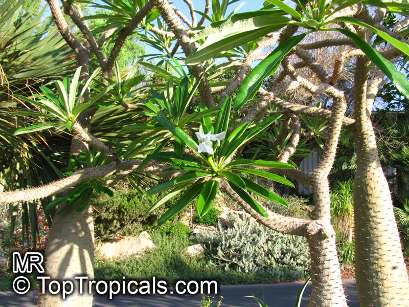 Pachypodium lamerei, Madagascar Palm