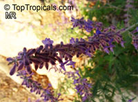 Perovskia sp., Russian Sage

Click to see full-size image