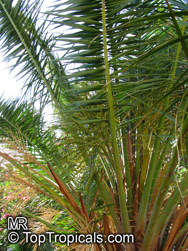 Phoenix rupicola, Cliff Date Palm, Indian Date Palm