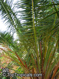 Phoenix rupicola, Cliff Date Palm, Indian Date Palm

Click to see full-size image