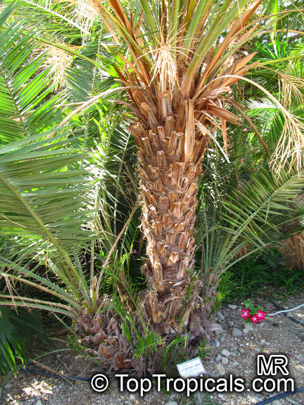 Phoenix rupicola, Cliff Date Palm, Indian Date Palm