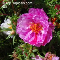 Portulaca grandiflora, Moss rose, Perslane, Purslane

Click to see full-size image