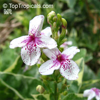 Pseuderanthemum carruthersii var. atropurpureum &apos;Variegatum&apos;, Pseuderanthemum variegatum, Variegated False Eranthemum