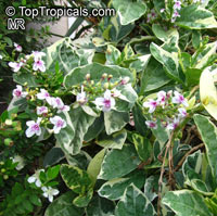 Pseuderanthemum carruthersii var. atropurpureum &apos;Variegatum&apos;, Pseuderanthemum variegatum, Variegated False Eranthemum