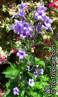Ruellia nudiflora, Violet Ruellia, Longneck Ruellia 

Click to see full-size image