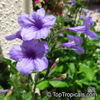 Ruellia nudiflora, Violet Ruellia, Longneck Ruellia 

Click to see full-size image