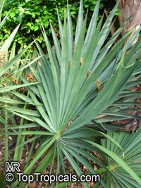 Sabal minor, Sabal etonia, Blue Palm, Blue Palmetto, Dwarf Palmetto, Scrub Palm

Click to see full-size image