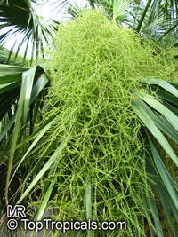 Sabal palmetto, Sabal Palm, Cabbage Palm

Click to see full-size image