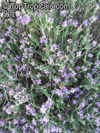 Thymus capitatus, Coridothymus capitatus, Thymus, Headed Savory

Click to see full-size image
