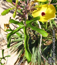 Uncarina decaryi, Uncarina